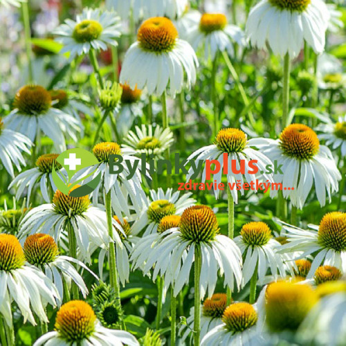 Echinacea "alba", biela ( Echinacea purpurea "alba" L. )