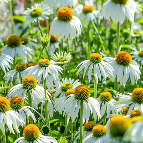 Echinacea "alba", biela ( Echinacea purpurea "alba" L. ) / živá rastlinka v kvetináči