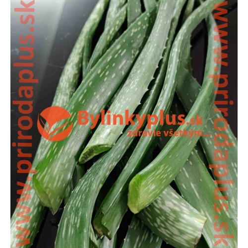 ALOE VERA – LISTY, odrezané, čerstvé listy z 3 ročnej aloe vera, aloe pravá - cca 0,5 kg