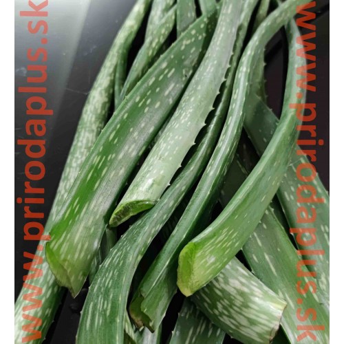 ALOE VERA – LISTY, odrezané, čerstvé listy z 3 ročnej aloe vera, aloe pravá - cca 0,5 kg