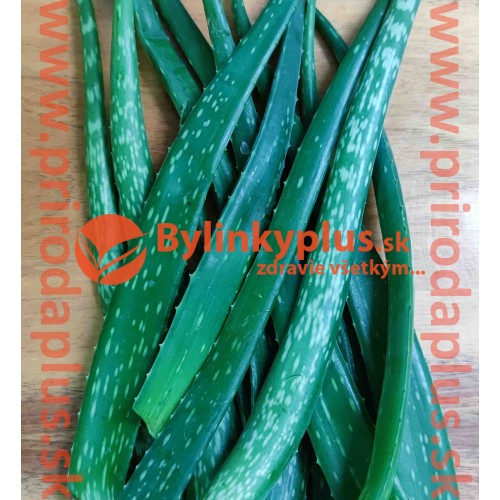 ALOE VERA – LISTY, odrezané, čerstvé listy z 3 ročnej aloe vera, aloe pravá - cca 0,5 kg