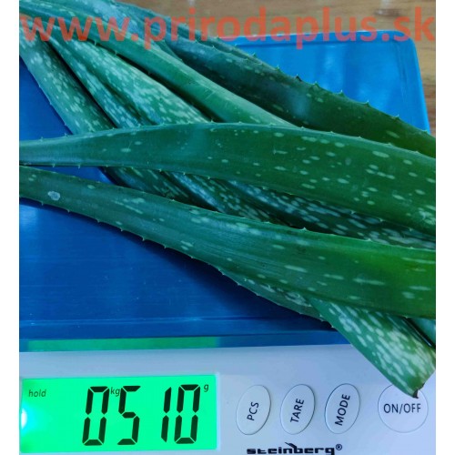 ALOE VERA – LISTY, odrezané, čerstvé listy z 3 ročnej aloe vera, aloe pravá - cca 0,5 kg
