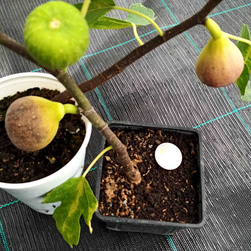 Figovník Bornholm – Ficus carica „Bornholm“ / živá bylinka, rastlinka v kvetináči