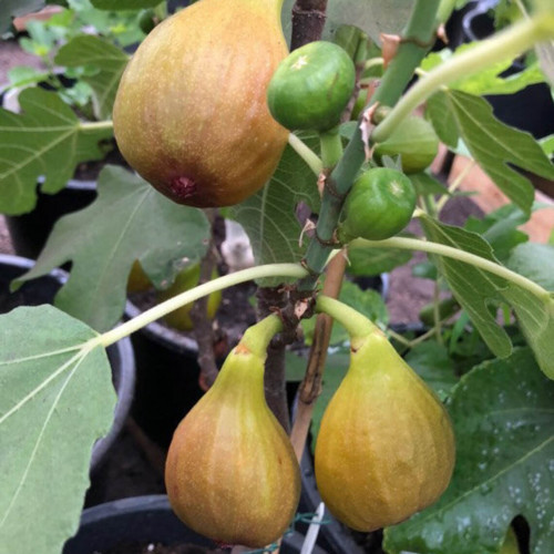 Figovník Bornholm – Ficus carica „Bornholm“