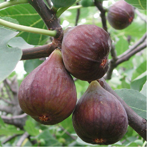 Figovník obyčajný – Brown Turkey (Ficus carica, Brown turkey)