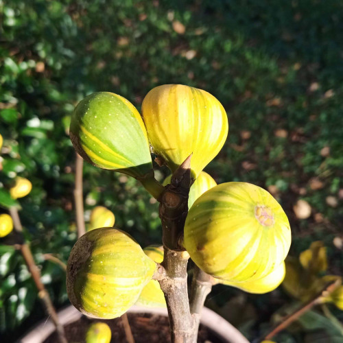 Figovník obyčajný „panašovaný“ TIGER - Ficus carica  PANACHE, TIGER / živá bylinka, rastlinka v kvetináči