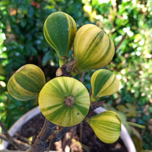 Figovník obyčajný „panašovaný“ TIGER - Ficus carica  PANACHE, TIGER / živá bylinka, rastlinka v kvetináči
