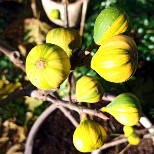 Figovník obyčajný „panašovaný“ TIGER - Ficus carica  PANACHE, TIGER / živá bylinka, rastlinka v kvetináči