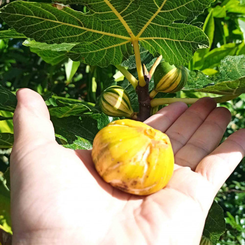 Figovník obyčajný „panašovaný“ TIGER - Ficus carica  PANACHE, TIGER / živá bylinka, rastlinka v kvetináči