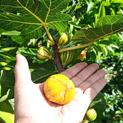 Figovník obyčajný „panašovaný“ TIGER - Ficus carica  PANACHE, TIGER / živá bylinka, rastlinka v kvetináči