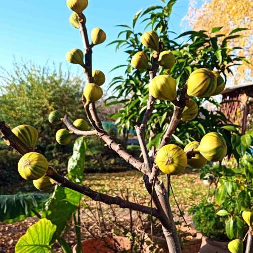Figovník obyčajný „panašovaný“ TIGER - Ficus carica  PANACHE, TIGER / živá bylinka, rastlinka v kvetináči