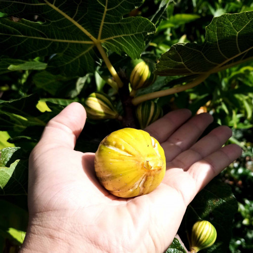 Figovník obyčajný „panašovaný“ TIGER - Ficus carica  PANACHE, TIGER / živá bylinka, rastlinka v kvetináči