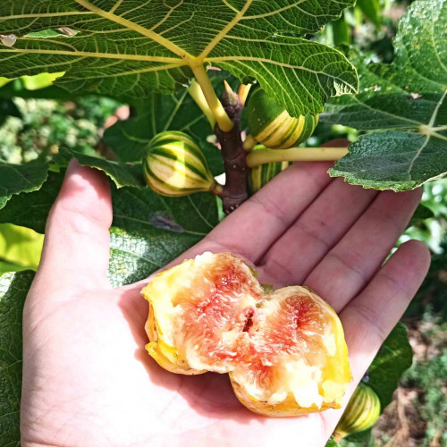 Figovník obyčajný „panašovaný“ TIGER - Ficus carica  PANACHE, TIGER / živá bylinka, rastlinka v kvetináči