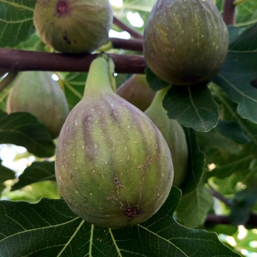 Figovník obyčajný „Peretta“ - Ficus carica „Peretta“