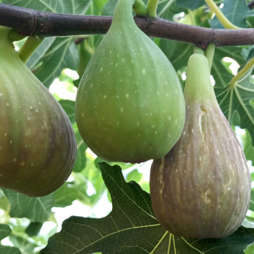 Figovník obyčajný „Peretta“ - Ficus carica „Peretta“