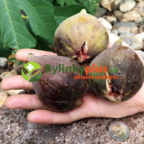 Figovník obyčajný „Peretta“ - Ficus carica „Peretta“