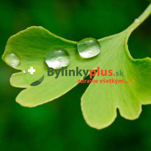 Ginko, Ginkgo dvojlaločné - ( Ginkgo biloba L. )  / rastlina v kvetináči