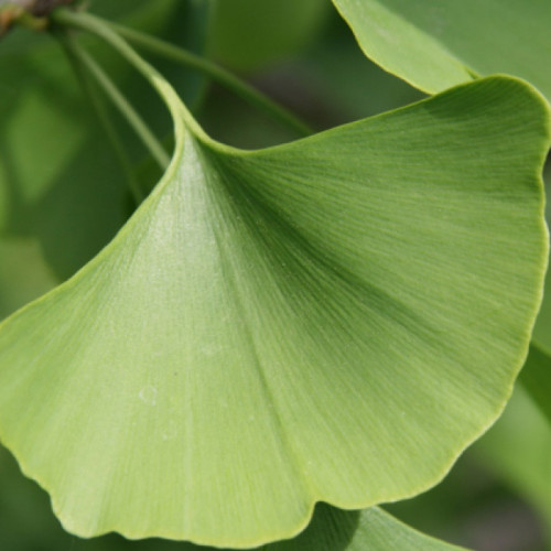 Ginko, Ginkgo dvojlaločné - ( Ginkgo biloba L. ) / živá bylinka, rastlinka v kvetináči