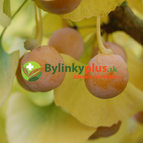 Ginko, Ginkgo dvojlaločné - ( Ginkgo biloba L. )  / rastlina v kvetináči