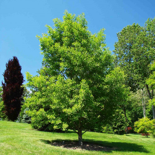 Ginko, Ginkgo dvojlaločné - ( Ginkgo biloba L. ) / živá bylinka, rastlinka v kvetináči