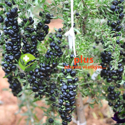 Goji čierne, „blackie“, black berry - (Lycium ruthenicum L.) / živá rastlina v kvetináči