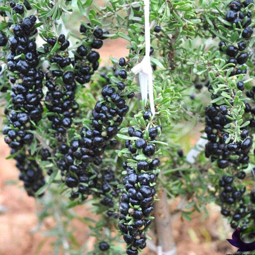 Goji čierne, „blackie“, black berry - (Lycium ruthenicum L.) / živá bylinka, rastlinka v kvetináči