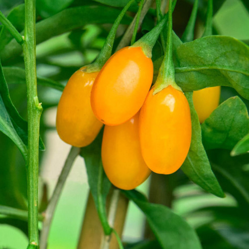 Goji žlté veľkoplodé, Kustovnica čínska, žltá ´GOLDEN GOJI, AMBER SWEET´ / živá bylinka, rastlinka v kvetináči