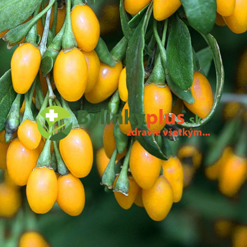 Goji žlté veľkoplodé, Kustovnica čínska, žltá ´GOLDEN GOJI, AMBER SWEET´