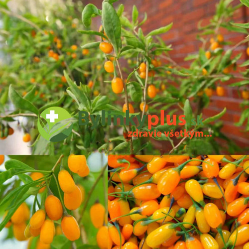 Goji žlté veľkoplodé, Kustovnica čínska, žltá ´GOLDEN GOJI, AMBER SWEET´