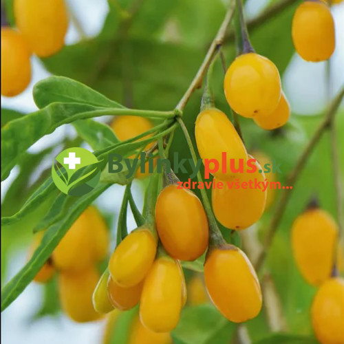 Goji žlté veľkoplodé, Kustovnica čínska, žltá ´GOLDEN GOJI, AMBER SWEET´