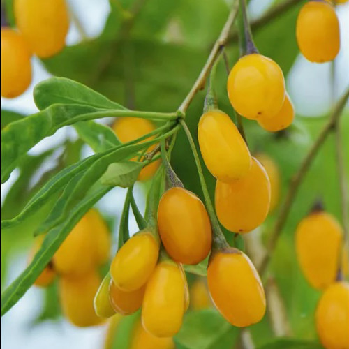 Goji žlté veľkoplodé, Kustovnica čínska, žltá ´GOLDEN GOJI, AMBER SWEET´ / živá bylinka, rastlinka v kvetináči