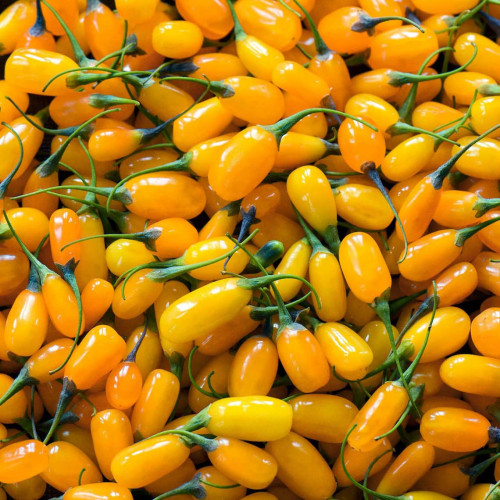 Goji žlté veľkoplodé, Kustovnica čínska, žltá ´GOLDEN GOJI, AMBER SWEET´ / živá rastlinka v kvetináči