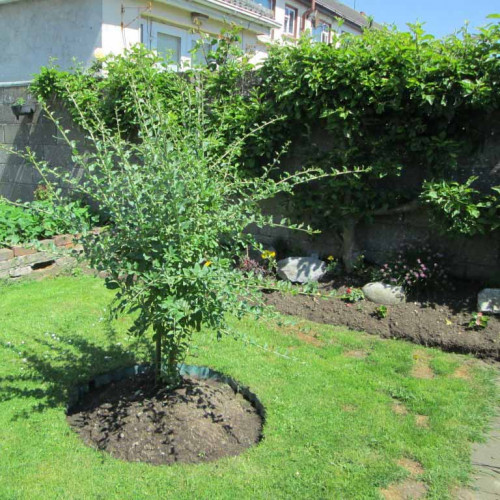 Goji - kustovnica čínska (Lycium chinense L.) / živá bylinka, rastlinka v kvetináči