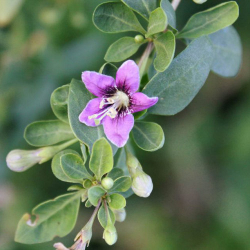 Goji - kustovnica čínska (Lycium chinense L.) / živá bylinka, rastlinka v kvetináči