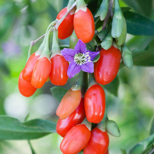 Goji - kustovnica čínska (Lycium chinense L.) / rastlinky, bylinky v kvetináči