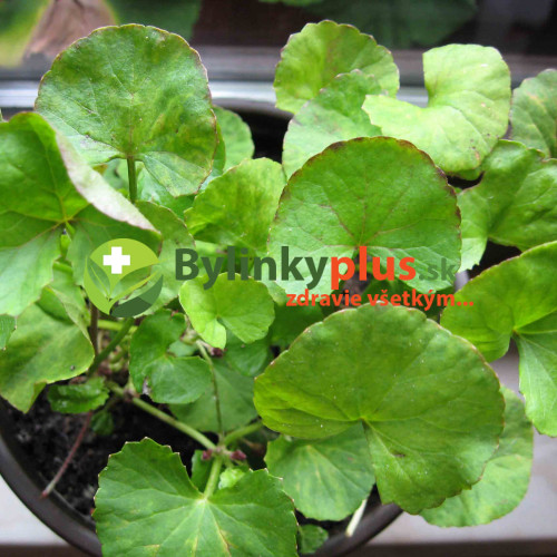 Gotukola, gotu kola (Centella Asiatica L.), Pupočník ázijský, Pupkovník ázijský / rastlinky, bylinky v kvetináči