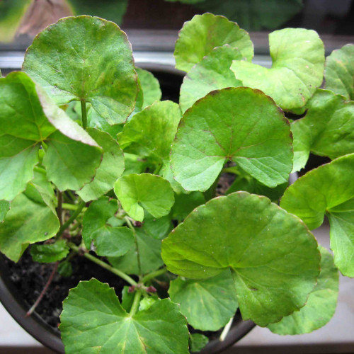 Gotukola, gotu kola (Centella Asiatica L.), Pupočník ázijský, Pupkovník ázijský / rastlinky, bylinky v kvetináči