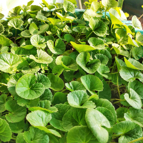Gotukola, gotu kola (Centella Asiatica L.), Pupočník ázijský, Pupkovník ázijský / rastlinky, bylinky v kvetináči