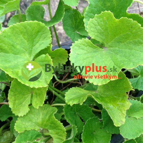 Gotukola, gotu kola (Centella Asiatica L.), Pupočník ázijský, Pupkovník ázijský / rastlinky, bylinky v kvetináči