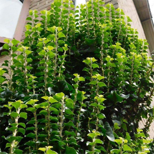 Brečtan  "ERECTA"- (Hedera helix "Erecta" L.) / živá bylinka, rastlinka v kvetináči