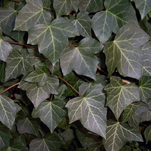 Brečtan popínavý (Hedera helix L.) (základný druh ) / živá rastlinka v kvetináči