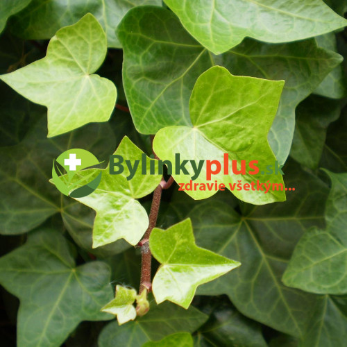 Brečtan popínavý (Hedera helix L.) (základný druh ) / živá rastlinka v kvetináči