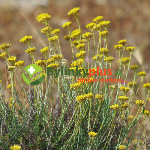 Slamiha talianska, úzkolistá (Curry, kari) - (Helichrysum italicum L.)