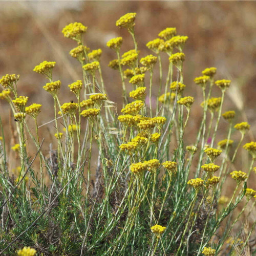 Slamiha talianska, úzkolistá (Curry, kari) - (Helichrysum italicum L.)