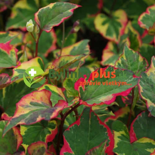 Hutínia srdcovitá ‘Chameleon’ – rybacie korenie – Houttuynia cordata 'Chameleon' L. / živá bylinka, rastlinka v kvetináči