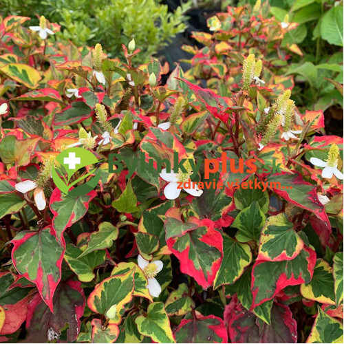 Hutínia srdcovitá ‘Chameleon’ – rybacie korenie – Houttuynia cordata 'Chameleon' L. / živá bylinka, rastlinka v kvetináči