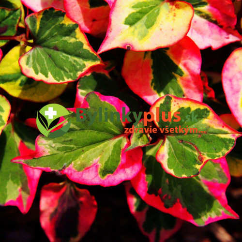 Hutínia srdcovitá ‘Chameleon’ – rybacie korenie – Houttuynia cordata 'Chameleon' L. / živá bylinka, rastlinka v kvetináči