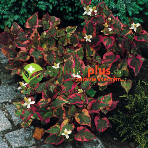 Hutínia srdcovitá ‘Chameleon’ – rybacie korenie – Houttuynia cordata 'Chameleon' L. / živá bylinka, rastlinka v kvetináči