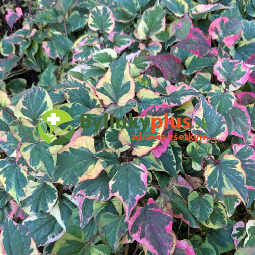 Hutínia srdcovitá ‘Chameleon’ – rybacie korenie – Houttuynia cordata 'Chameleon' L. / živá bylinka, rastlinka v kvetináči