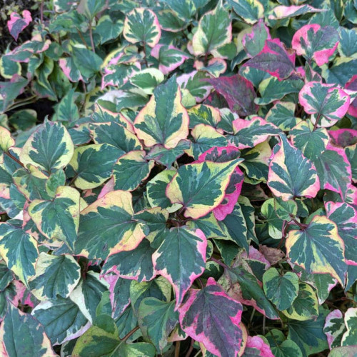 Hutínia srdcovitá ‘Chameleon’ – rybacie korenie – Houttuynia cordata 'Chameleon' L. / živá bylinka, rastlinka v kvetináči